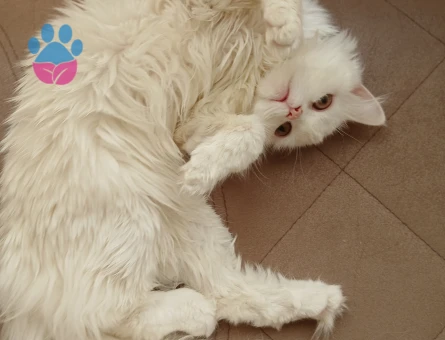 British Longhair Kedime Acil Eş Arıyoruz