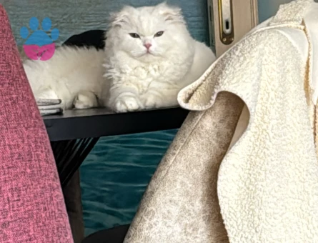 Scottish Fold 11 Aylık Kedim Eş Arıyor