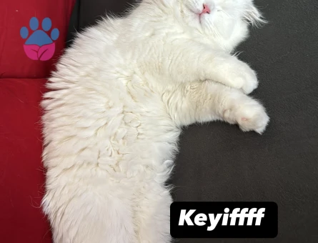 Scottish Fold 11 Aylık Kedim Eş Arıyor