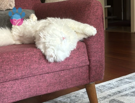 Scottish Fold 11 Aylık Kedim Eş Arıyor