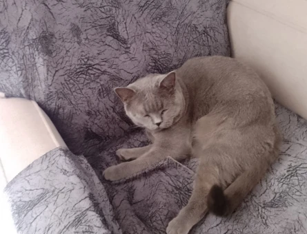British Shorthair Gelin Adayı Arıyorum - 118974584