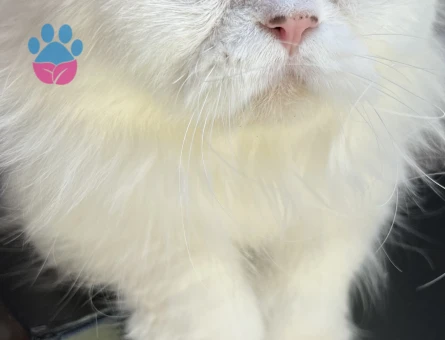 İran Kedisi Maviş gözlü oğlum Eş Arıyor