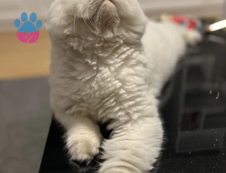 İran Kedisi Maviş gözlü oğlum Eş Arıyor