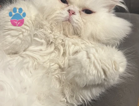 İran Kedisi Maviş gözlü oğlum Eş Arıyor