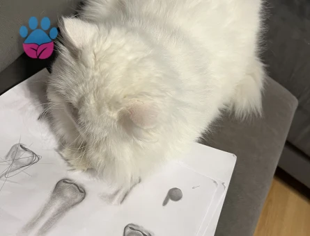 İran Kedisi Maviş gözlü oğlum Eş Arıyor