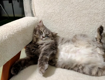 British Longhair 2 Yaşında Eş Arıyor - 118974586