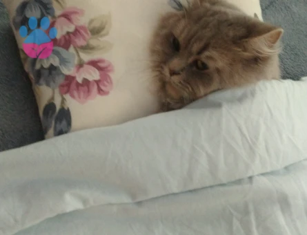 British Longhair 2 Yaşında Eş Arıyor