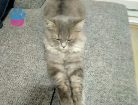 British Longhair 2 Yaşında Eş Arıyor
