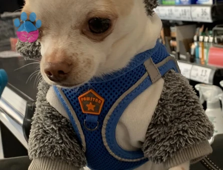 Chihuahua 1 Yaşında Eş Arıyor