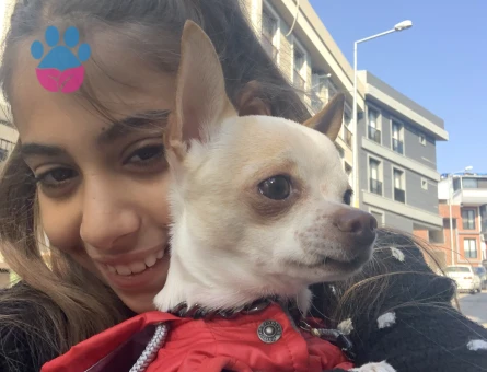 Chihuahua 1 Yaşında Eş Arıyor