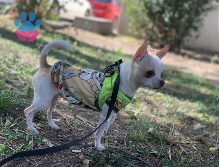 Chihuahua 1 Yaşında Eş Arıyor
