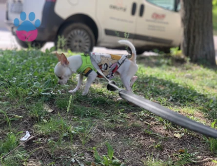 Chihuahua 1 Yaşında Eş Arıyor