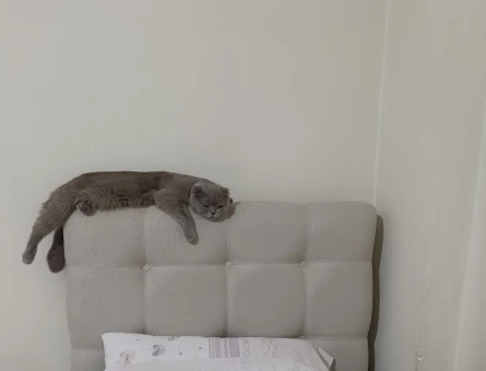 Scottish Fold Kedime Eş Arıyorum - 118974587