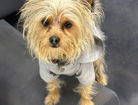 Yorkshire terrier 2 Yaşında Eş Arıyor - 118974588