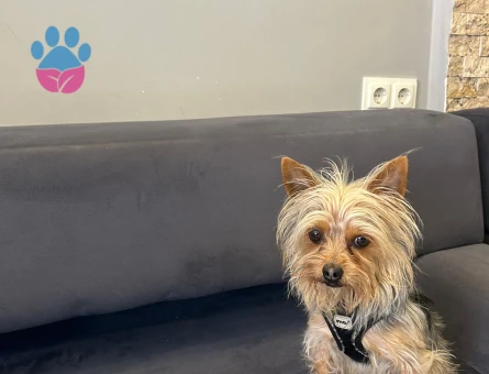 Yorkshire terrier 2 Yaşında Eş Arıyor