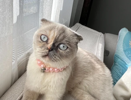 Scottish Fold Kızım Eş Arıyorum 1 Yaşında - 118974589