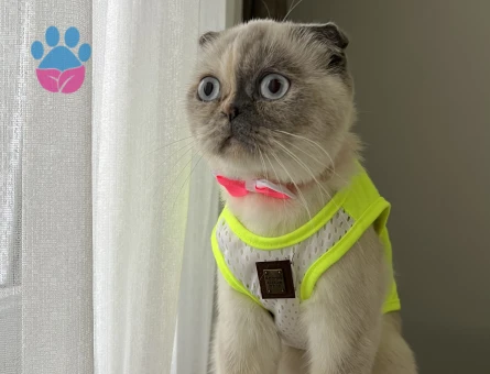 Scottish Fold Kızım Eş Arıyorum 1 Yaşında