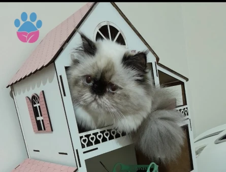 Himalaya İran persian Kedime Eş Arıyorum