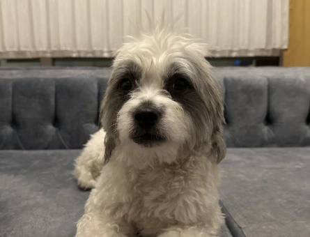 Maltese Terrier 2 Yaşında Eş Arıyor Kızgınlıkta - 118974592