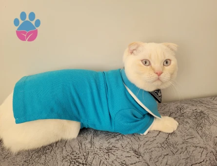 Scottish fold oğluma es ariyorum