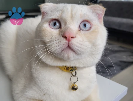 Scottish fold oğluma es ariyorum