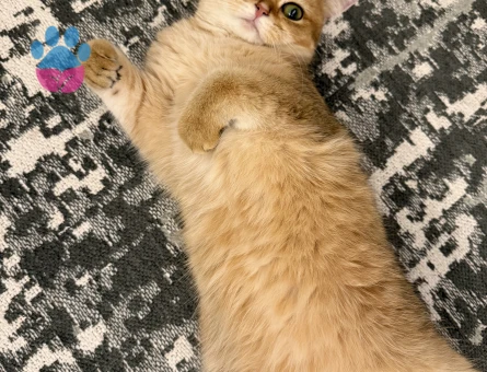British Shorthair 1 Yaşında Kedim Eş Arıyor