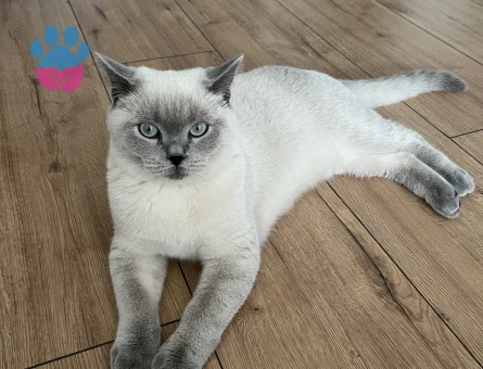 Erkek british shorthair blue point kedime eş arıyorum