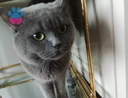 British Shorthair 4 Yaşında Eş Arıyoruz