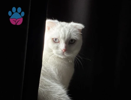 Scottish Fold Contes’e eş arıyoruz