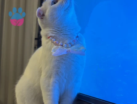 Scottish Fold Contes’e eş arıyoruz