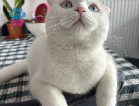 Scottish Fold Contes’e eş arıyoruz