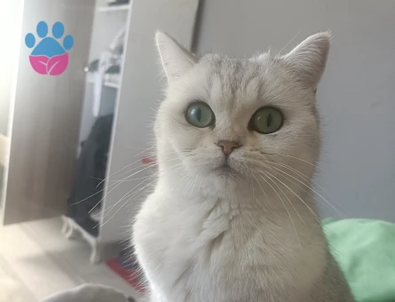 British Shorthair Kızıma eş arıyorum