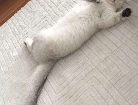 British Shorthair Bella Eş Arıyor - 118982260