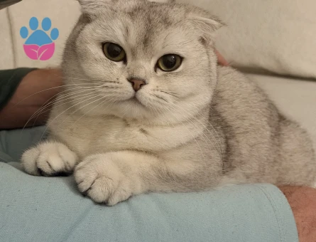 British Shorthair Bella Eş Arıyor