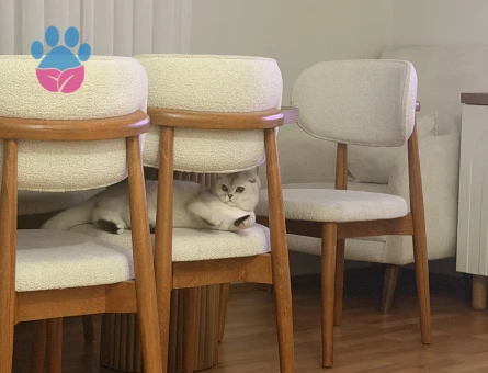 British Shorthair Bella Eş Arıyor