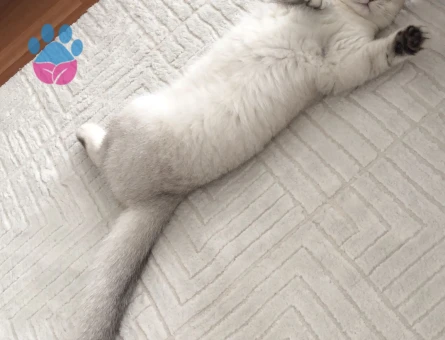 British Shorthair Bella Eş Arıyor