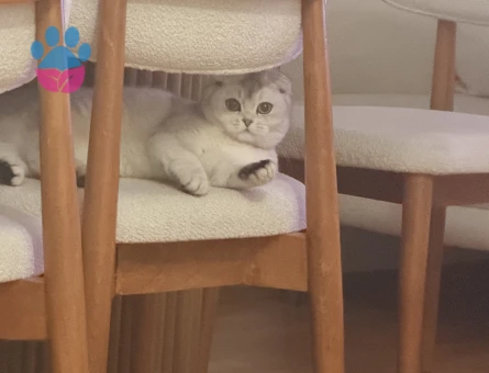 British Shorthair Bella Eş Arıyor