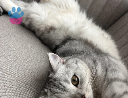 British shorthair silver point kızımıza eş arıyoruz