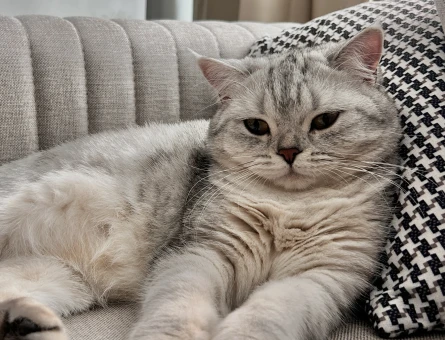 British shorthair silver point kızımıza eş arıyoruz - 118982263