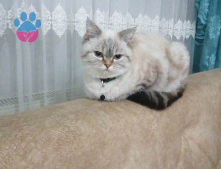 British Kedime Eş arıyorum.