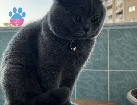 Rocky’e eş arıyorum