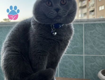 Rocky’e eş arıyorum