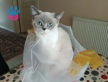 British Shorthair Dişi Kedime  Eş Arıyorum 3 Yaşında