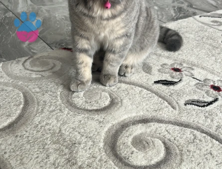 erkek güzelim