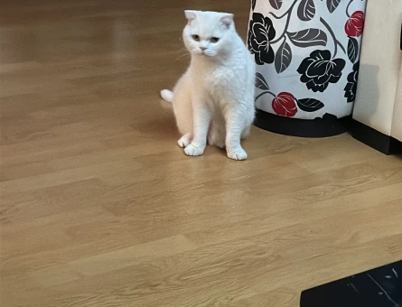 British Shorthair Leydi Eş Arıyor Aynı Cins - 118975500