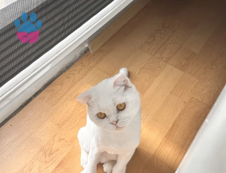 Leydiye çiftleşeceği aynı cins eş kızgınlıkta