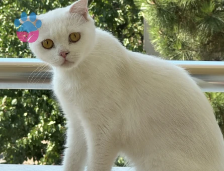 Leydiye çiftleşeceği aynı cins eş kızgınlıkta