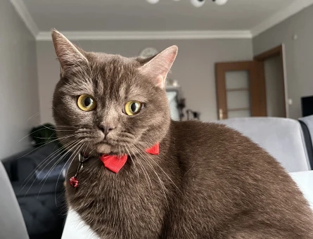 british shorthair - 118975505
