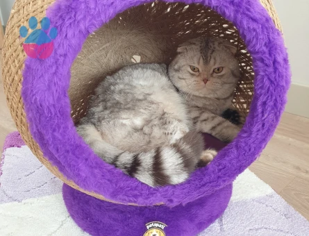 Prense prenses arıyorum