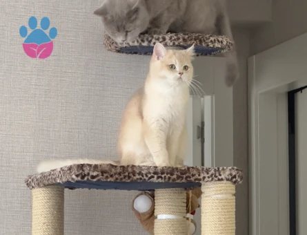 Mia için eş arıyorum